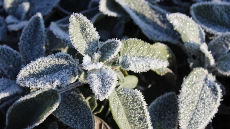 5 herbes qui n’ont pas besoin d’être hivernées – elles résistent au gel et nécessitent une protection minimale 5 herbes qui n'ont pas besoin d'être hivernées – elles résistent au gel et nécessitent une protection minimale