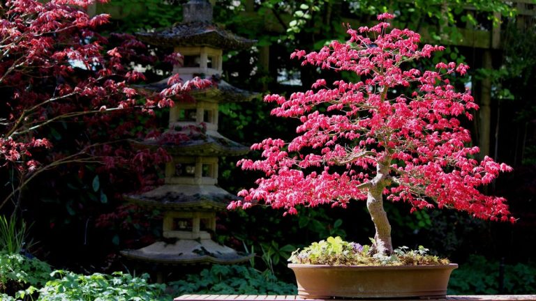 Comment faire pousser des bonsaïs d’érable japonais – pour des jardins miniatures aux couleurs automnales spectaculaires Comment faire pousser des bonsaïs d’érable japonais – pour des jardins miniatures aux couleurs automnales spectaculaires
