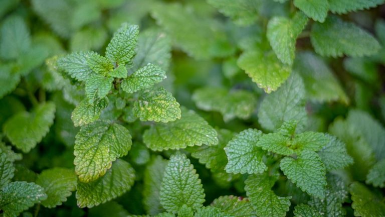 Comment faire pousser de la mélisse – pour des feuilles infusées aux agrumes à déguster en cuisine ou en tisane Comment faire pousser de la mélisse – pour des feuilles infusées aux agrumes à déguster en cuisine ou en tisane