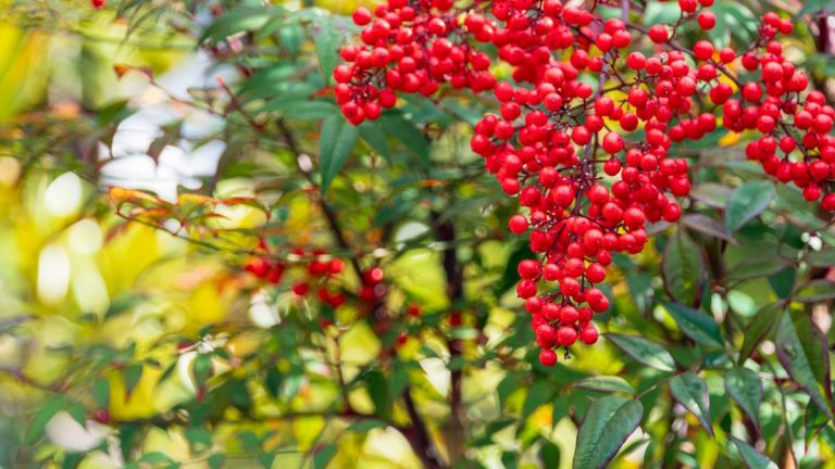 Meilleurs arbustes pour les baies d’automne – 6 arbustes fruitiers à planter maintenant pour des bordures et des pots colorés Meilleurs arbustes pour les baies d'automne – 6 arbustes fruitiers à planter maintenant pour des bordures et des pots colorés