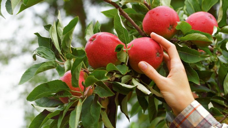 6 des arbres fruitiers les plus faciles à cultiver pour de délicieuses récoltes maison avec un minimum d’effort 6 des arbres fruitiers les plus faciles à cultiver pour de délicieuses récoltes maison avec un minimum d'effort