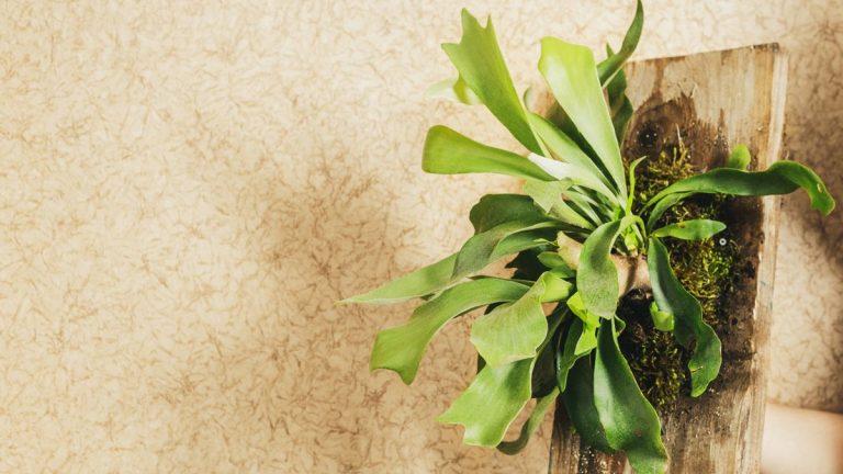 Comment propager les fougères staghorn – 2 des moyens les plus simples de cultiver gratuitement davantage de ces superbes plantes d’intérieur Comment propager les fougères staghorn – 2 des moyens les plus simples de cultiver gratuitement davantage de ces superbes plantes d’intérieur