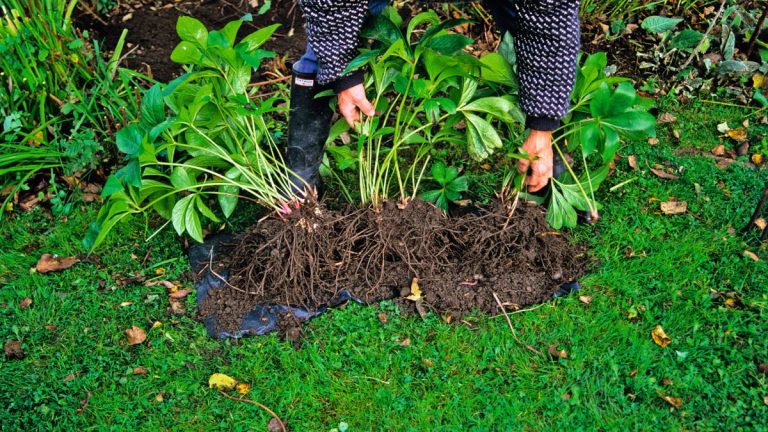 Quand diviser les plantes – pour les nouvelles plantes vivaces qui s’établissent rapidement et fleurissent abondamment Quand diviser les plantes – pour les nouvelles plantes vivaces qui s’établissent rapidement et fleurissent abondamment