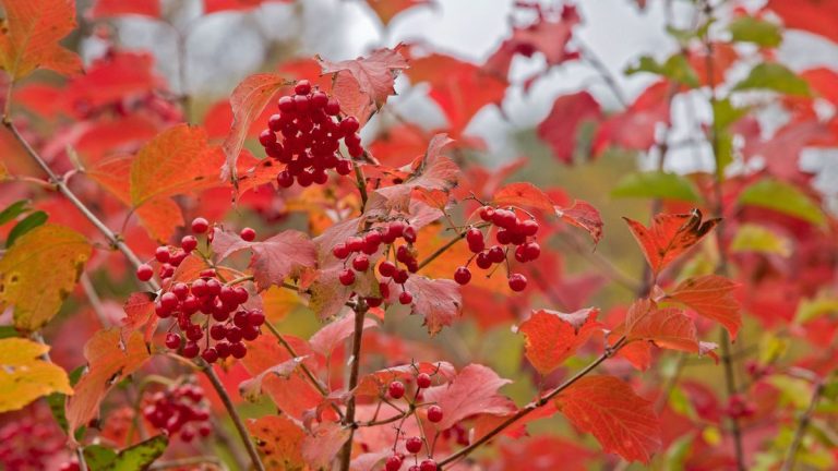 Que faire des viornes à l’automne – conseils d’experts pour des arbustes sains Que faire des viornes à l’automne – conseils d’experts pour des arbustes sains