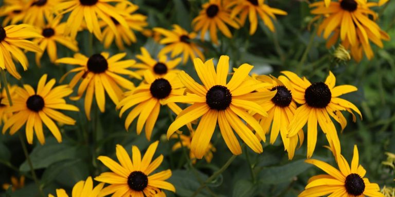 Comment hiverner les Susans aux yeux noirs – et assurer un affichage joyeux pour les années à venir Comment hiverner les Susans aux yeux noirs – et assurer un affichage joyeux pour les années à venir