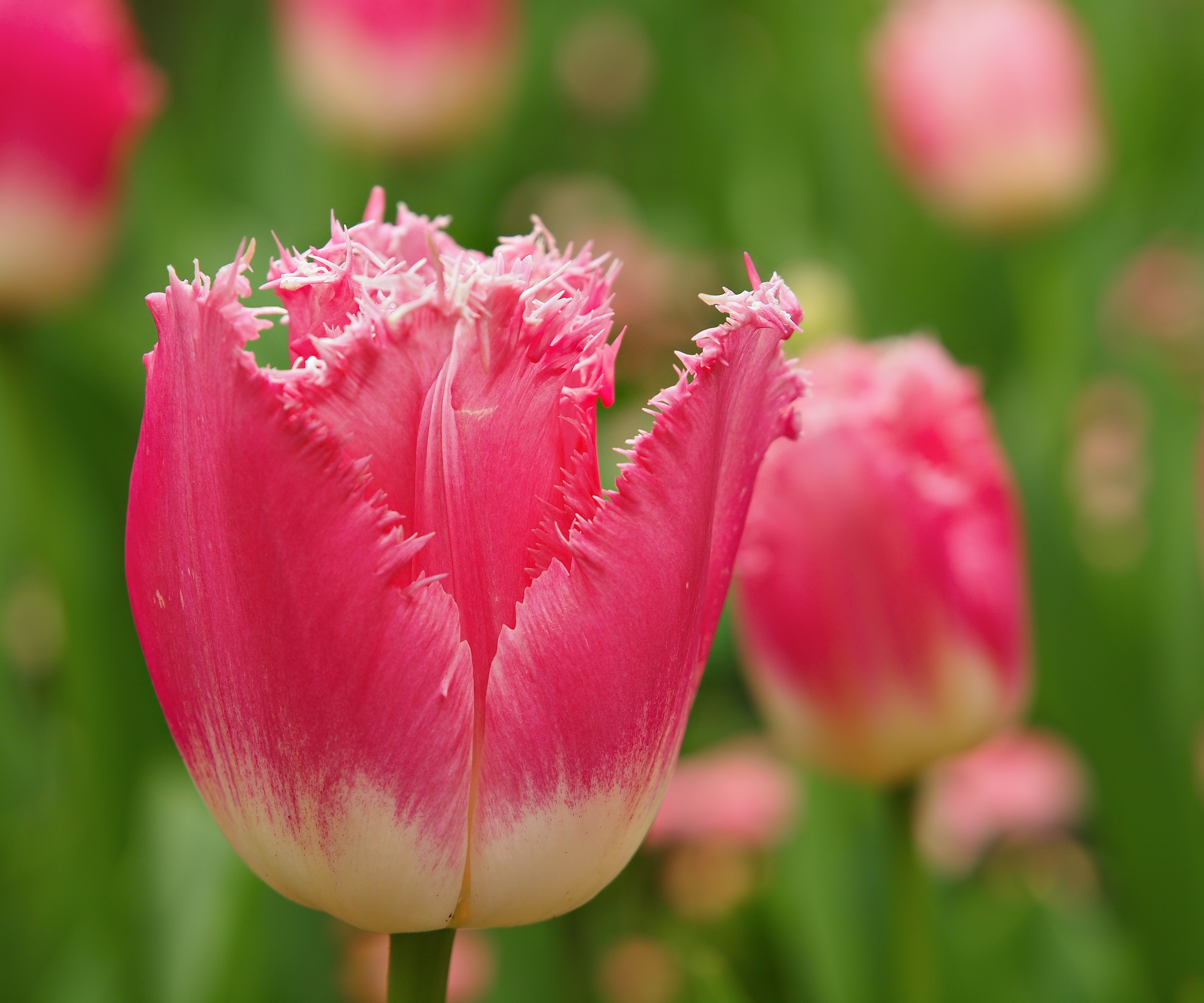Collection Bulbes Tulipes "Color Fiesta" - 7 Variétés Vivaces (33 Bulbes), Floraison Précoce, Mélange De Couleurs Vives Pour Jardin, Balcon