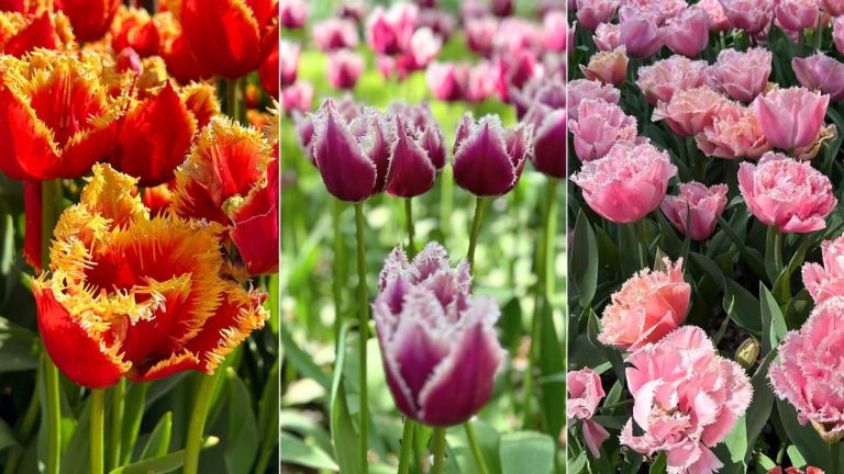 7 variétés de tulipes frangées que je plante cet automne après avoir vu des millions de bulbes aux Pays-Bas – je vous promets que vous les aimerez aussi 7 variétés de tulipes frangées que je plante cet automne après avoir vu des millions de bulbes aux Pays-Bas – je vous promets que vous les aimerez aussi