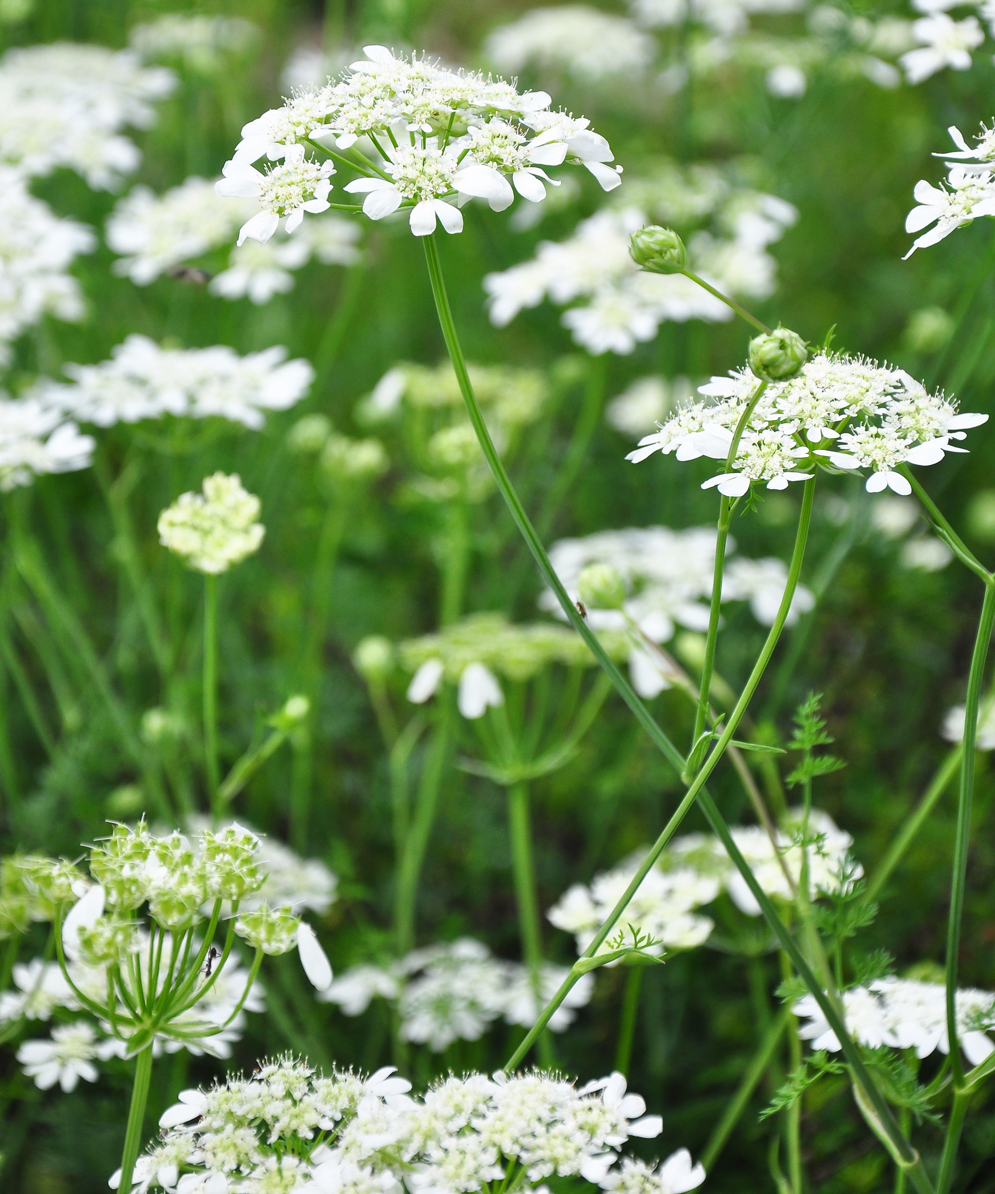 Orlaya Grandiflora Flowers dans Wildflower Garden