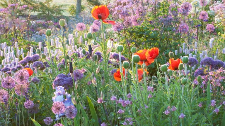 Comment fixer vos objectifs de jardinage – pour un jardin joyeux et fructueux en 2025 Best flowers to sow in the fall – 16 beautiful blooms to start now for a spectacular display