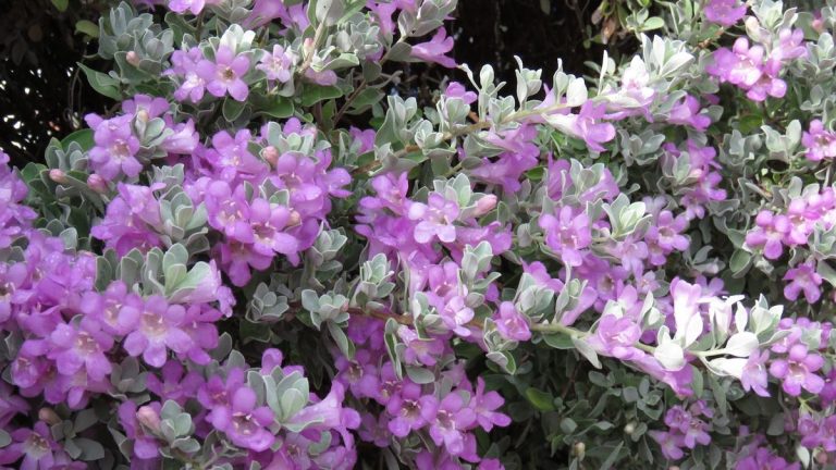 Comment faire pousser de la sauge du Texas – pour un arbuste indigène à feuilles persistantes avec de jolies fleurs roses Comment faire pousser de la sauge du Texas – pour un arbuste indigène à feuilles persistantes avec de jolies fleurs roses