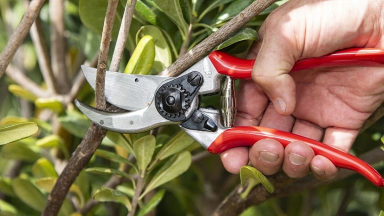 Des jardiniers professionnels révèlent les seuls sécateurs que vous devriez utiliser Des jardiniers professionnels révèlent les seuls sécateurs que vous devriez utiliser
