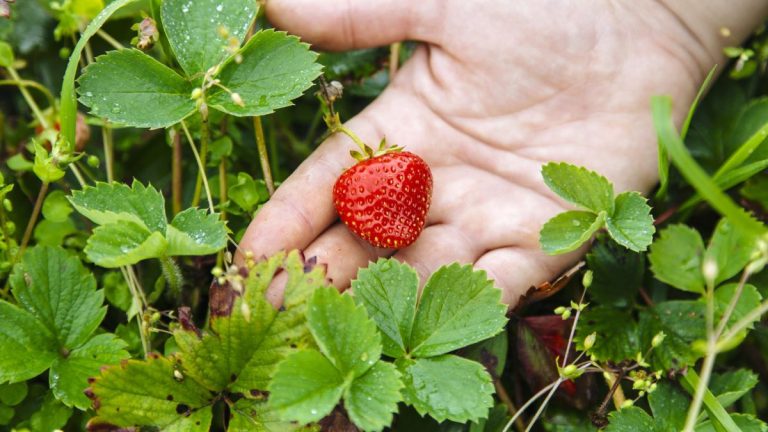 Coupez-vous les fraises à l’automne ? Les experts révèlent les dangers potentiels de la taille avant l’hiver Coupez-vous les fraises à l’automne ? Les experts révèlent les dangers potentiels de la taille avant l’hiver