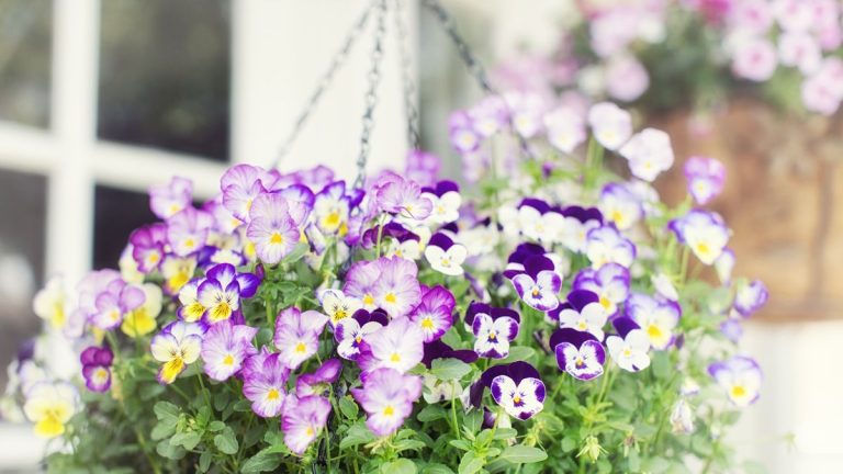 Meilleures plantes pour les paniers suspendus d’hiver – 10 choix pour des fleurs joyeuses et durables Meilleures plantes pour les paniers suspendus d’hiver – 10 choix pour des fleurs joyeuses et durables