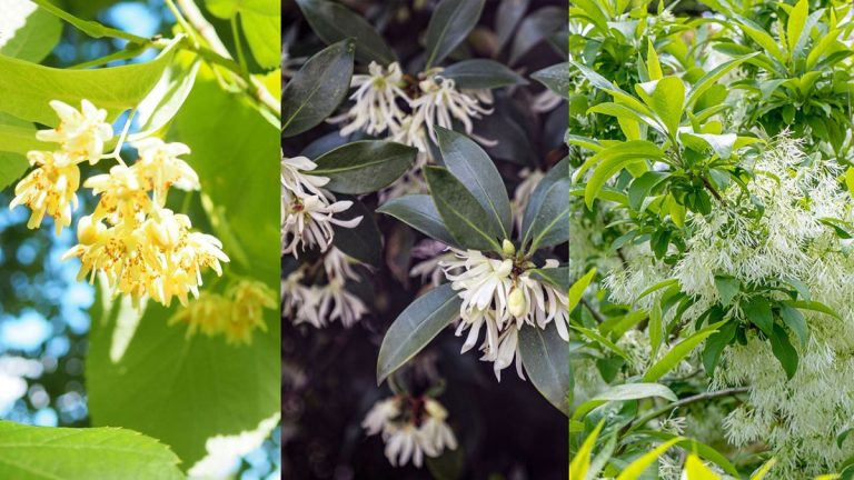 7 des meilleurs arbres parfumés – pour ajouter un parfum magnifique et exaltant à votre jardin 7 des meilleurs arbres parfumés – pour ajouter un parfum magnifique et exaltant à votre jardin