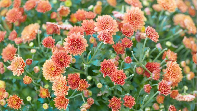 Faut-il faire des chrysanthèmes morts à l’automne ? Voici pourquoi c’est une bonne idée de couper ces fleurs avant l’hiver Faut-il faire des chrysanthèmes morts à l’automne ? Voici pourquoi c'est une bonne idée de couper ces fleurs avant l'hiver