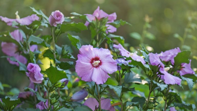 Que faire avec l’hibiscus à l’automne – conseils d’experts pour préparer les mois d’hiver Que faire avec l'hibiscus à l'automne – conseils d'experts pour préparer les mois d'hiver