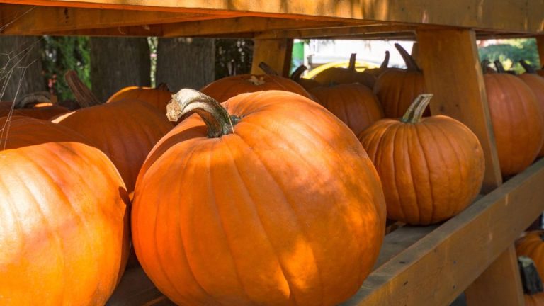 Comment conserver les citrouilles – 5 étapes importantes pour garantir qu’elles se conservent le plus longtemps possible