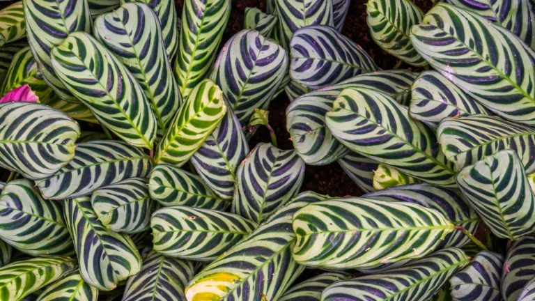Peut-on faire pousser des calathéas dans l'eau ? Comment faire pousser ces plantes d’intérieur délicates en hydroponie