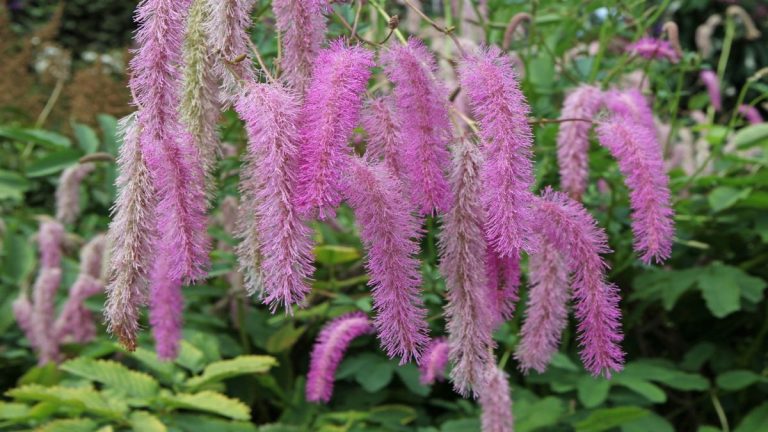 Comment faire pousser du sanguisorba – pour ajouter une beauté éthérée et un intérêt hivernal à votre jardin
