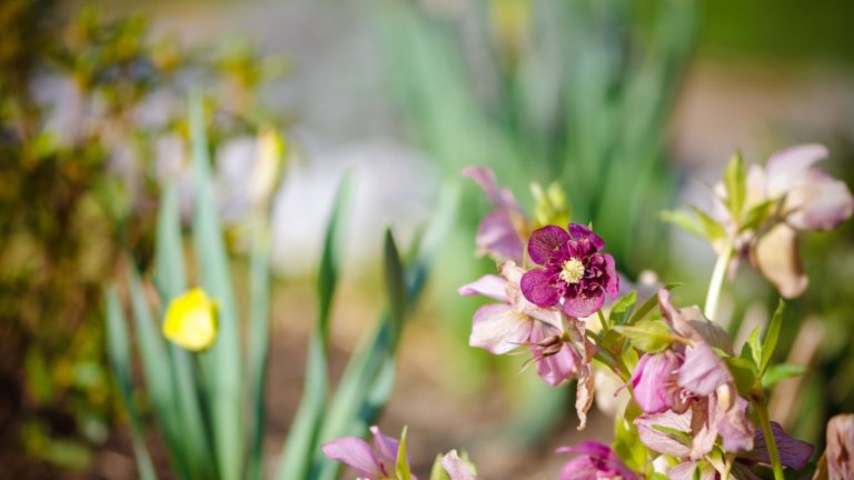 Plantes qui complètent les hellébores – pour des bordures colorées pleines de fleurs d’hiver et de printemps