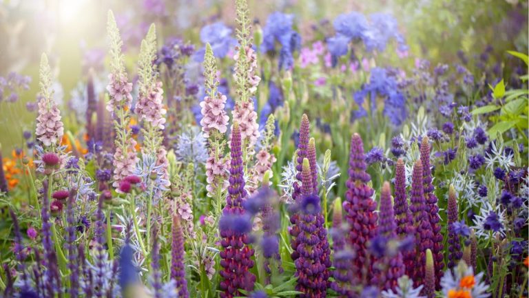 Nous avons découvert l’astuce la plus simple pour améliorer la qualité du sol juste à temps pour la Journée mondiale des sols – et tout ce que vous avez à faire est de faire pousser ces 5 plantes