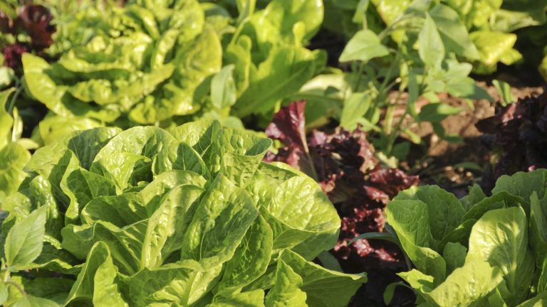 Je cultive des légumes depuis 12 ans, et ce sont les meilleures herbes, fleurs et fruits à utiliser comme plantes compagnes de laitue – ainsi que ceux à éviter.