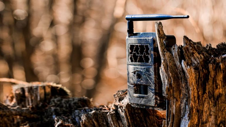 Comment acheter un appareil photo de trail – un photographe professionnel révèle comment acheter le cadeau parfait pour les jardiniers