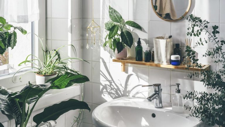 Plantes d'intérieur qui absorbent l'humidité de l'air – 5 plantes à placer dans les endroits humides de votre maison