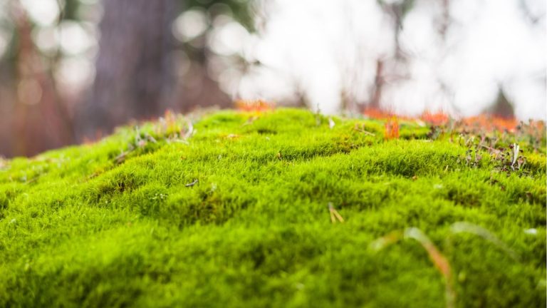 Types de mousse – 5 plantes à feuilles persistantes pour couvre-sol, conteneurs et plus