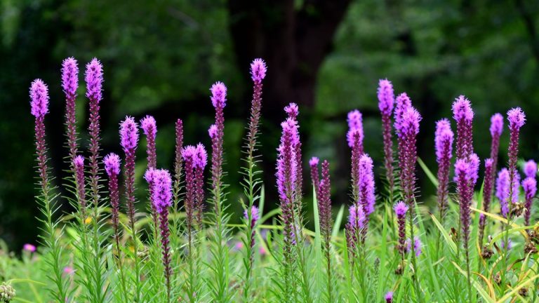 Faut-il réduire l’étoile flamboyante en hiver ou au printemps ? Conseils d'experts en matière de taille pour cette plante indigène populaire