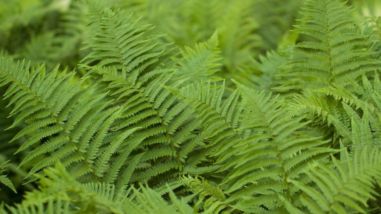 Faut-il tailler les fougères ? Les jardiniers experts disent oui, et quand et comment le faire