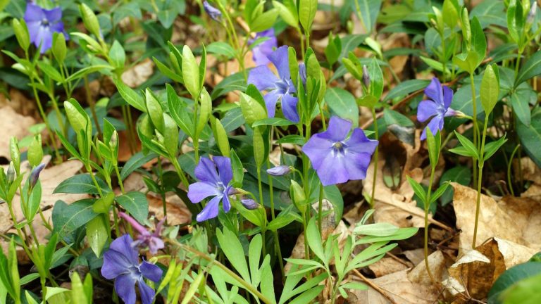 Comment faire pousser de la pervenche – pour une plante couvre-sol tolérante à l’ombre et tentaculaire Comment faire pousser de la pervenche – pour une plante couvre-sol tolérante à l’ombre et tentaculaire