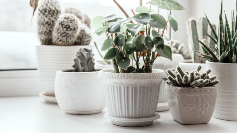 Si vous avez du mal à obtenir des plantes d’intérieur pendant l’hiver, vous commettez probablement l’une de ces 5 erreurs courantes : les experts expliquent comment les éviter cette année. Si vous avez du mal à obtenir des plantes d'intérieur pendant l'hiver, vous commettez probablement l'une de ces 5 erreurs courantes : les experts expliquent comment les éviter cette année.