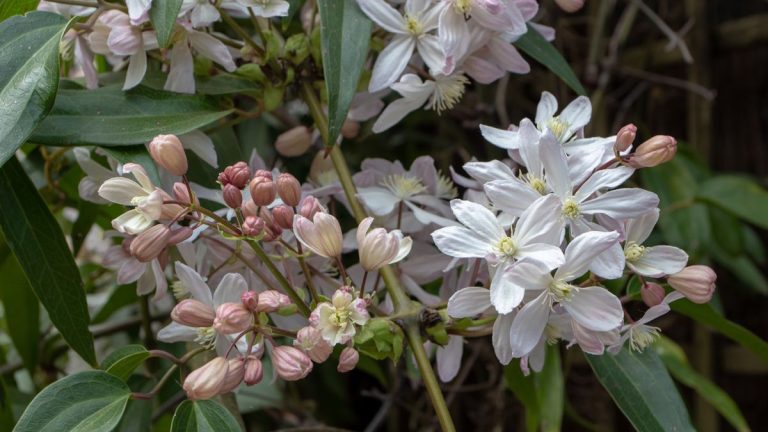 Comment faire pousser des clématites à feuilles persistantes – pour une verdure toute l’année et des floraisons printanières extraordinaires Comment faire pousser des clématites à feuilles persistantes – pour une verdure toute l’année et des floraisons printanières extraordinaires