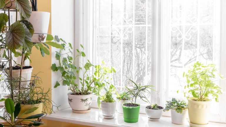 Vivaces Vous pouvez grandir comme plantes d’intérieur – 6 espèces faciles qui prospéreront sur un rebord de fenêtre intérieur Comment garder les plantes d'intérieur au chaud en hiver – 5 méthodes pour protéger vos plantes d'intérieur du froid