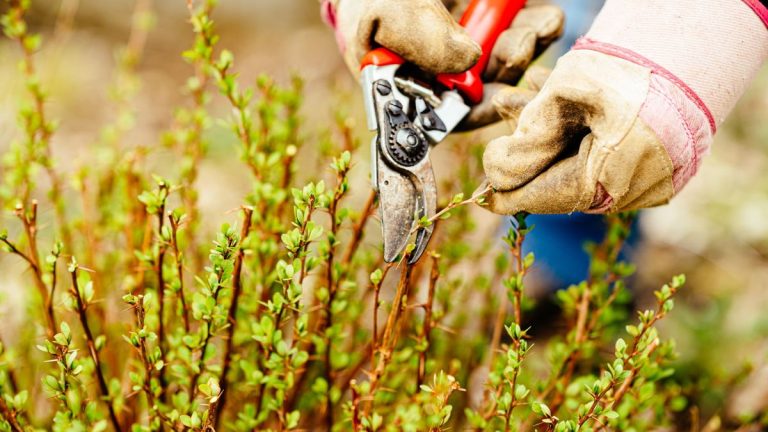 Quand tailler l’épine-vinette – les experts révèlent le moment exact pour les variétés à feuilles caduques et persistantes Quand tailler l’épine-vinette – les experts révèlent le moment exact pour les variétés à feuilles caduques et persistantes