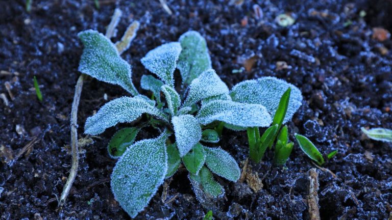 Quand couvrir les plantes contre le gel – les experts révèlent les températures qui déclenchent l’action Quand couvrir les plantes contre le gel – les experts révèlent les températures qui déclenchent l’action