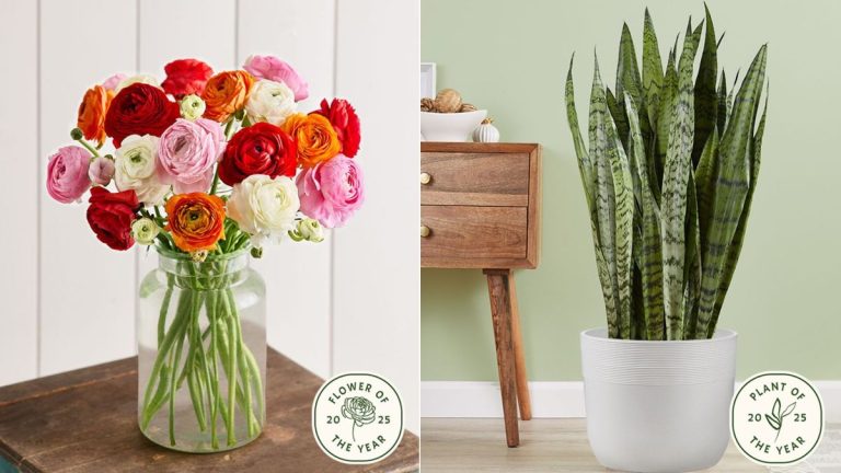 La renoncule et la plante serpent sont en tête du classement dans un sondage sur les tendances – voici comment vous pouvez les entretenir à la maison La renoncule et la plante serpent sont en tête du classement dans un sondage sur les tendances – voici comment vous pouvez les entretenir à la maison