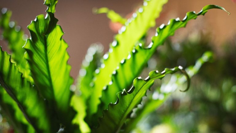Meilleures fougères à feuilles persistantes – 5 options inhabituelles à cultiver pour obtenir de la verdure toute l'année dans votre jardin