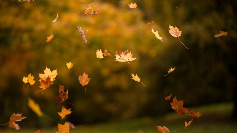 Qu'est-ce que la roche éolienne – et comment éviter qu'elle n'endommage vos plantes, votre jardin et votre propriété