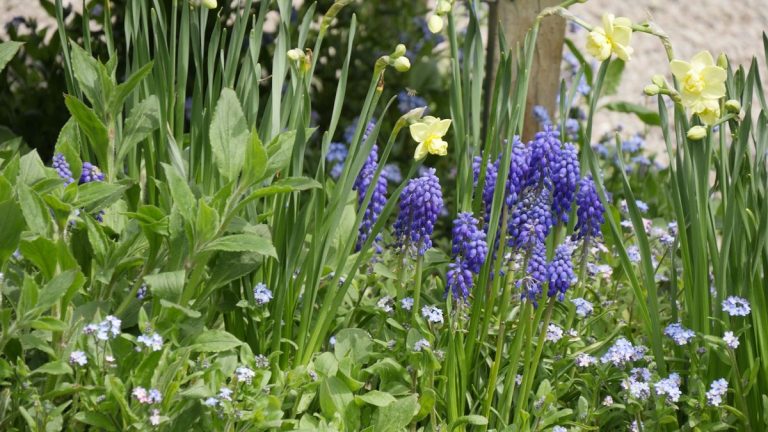 Des plantes qui complètent les jonquilles – pour des pots et des bordures qui éblouiront en hiver et au printemps