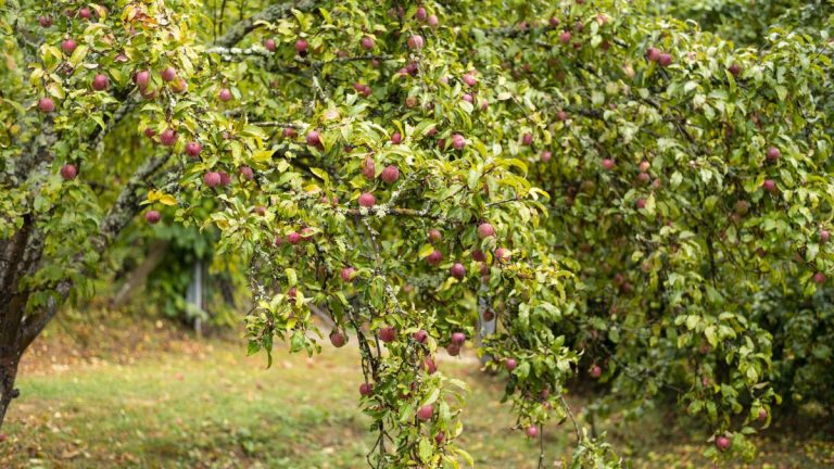 Comment protéger les arbres fruitiers du gel et éviter de perdre vos récoltes à cause du froid