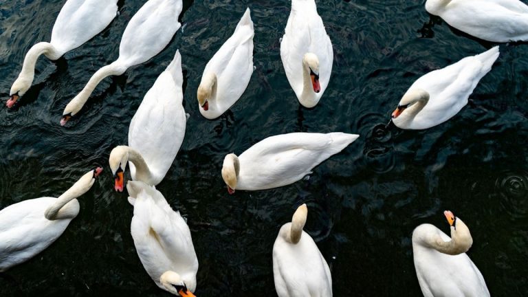 Comment repousser les cygnes de votre jardin – 5 conseils créatifs et sans danger Comment repousser les cygnes de votre jardin – 5 conseils créatifs et sans danger
