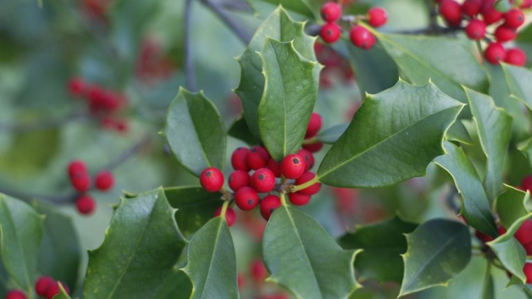 Pourquoi mon houx n’a-t-il pas de baies ? Conseils d’experts pour cette plante à feuillage festif Pourquoi mon houx n'a-t-il pas de baies ? Conseils d'experts pour cette plante à feuillage festif