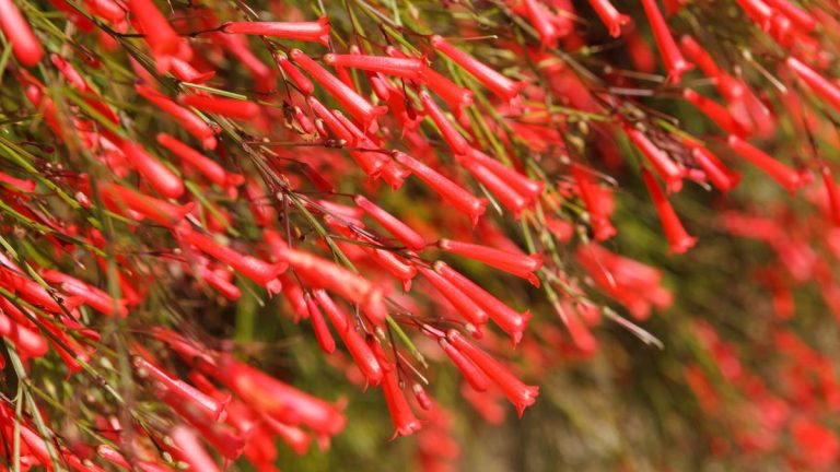 Quand et comment tailler une plante pétard pour des arbustes compacts, sains et aux fleurs prolifiques Quand et comment tailler une plante pétard pour des arbustes compacts, sains et aux fleurs prolifiques