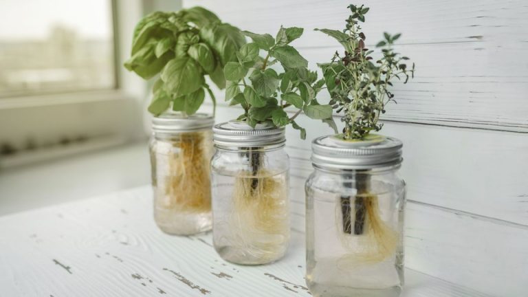 Erreurs de jardinage hydroponique – 5 erreurs courantes qui tuent votre jardin intérieur Erreurs de jardinage hydroponique – 5 erreurs courantes qui tuent votre jardin intérieur