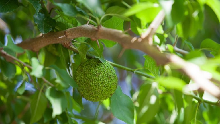Comment faire pousser des pommiers de haie – les espèces indigènes aux fruits d’un autre monde Comment faire pousser des pommiers de haie – les espèces indigènes aux fruits d'un autre monde