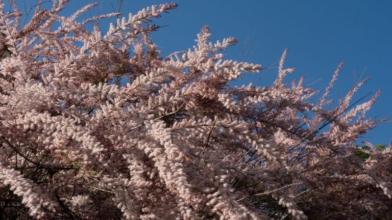 Meilleurs arbustes résistants au vent – ​​10 plantes qui apportent protection et couleur à votre jardin