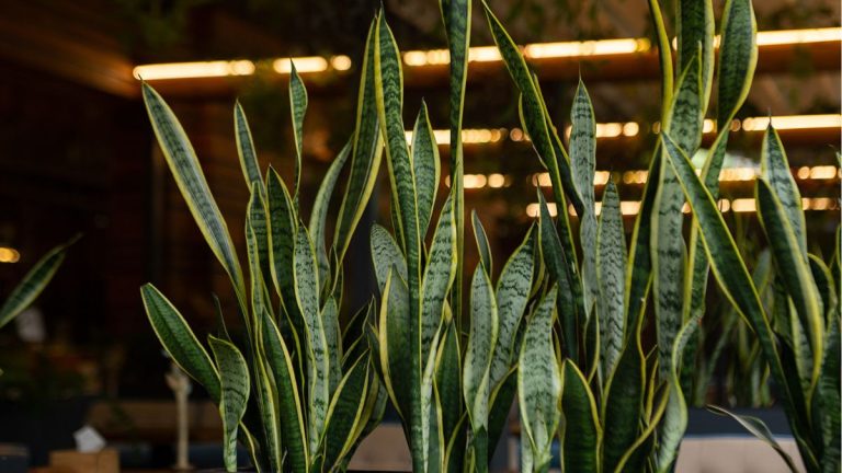 Si votre plante serpent tombe, les experts disent que c’est exactement l’erreur que vous faites – et nous avons la solution pour y remédier. Si votre plante serpent tombe, les experts disent que c'est exactement l'erreur que vous faites – et nous avons la solution pour y remédier.