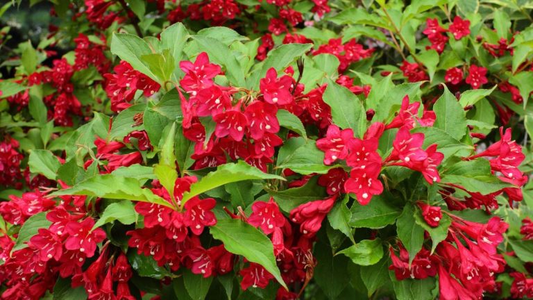 C’est le moment idéal pour prélever des boutures de weigela – un guide étape par étape pour réussir la propagation C’est le moment idéal pour prélever des boutures de weigela – un guide étape par étape pour réussir la propagation